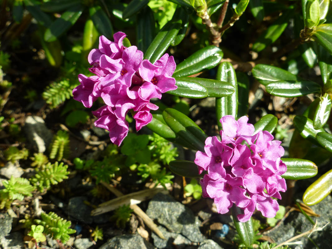 Daphne arbuscula x sericea